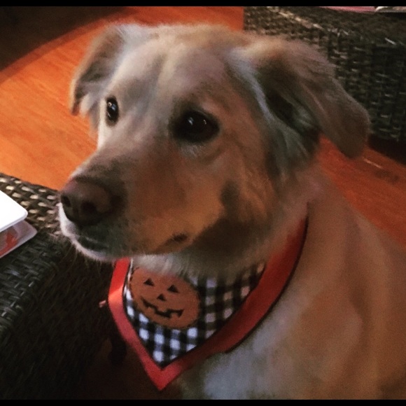 Meet your Posher, Tammy - Picture 3 of 8